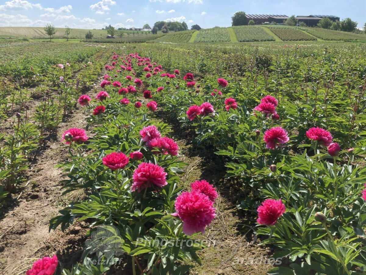 pfingstrose-paeonia-peony-P. off. rosea plena