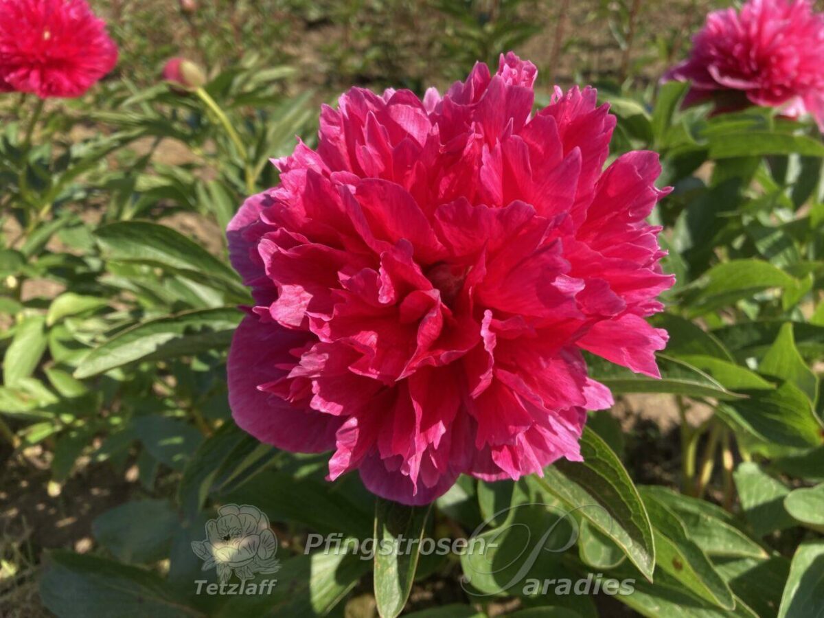 pfingstrose-paeonia-peony-P. off. rosea plena