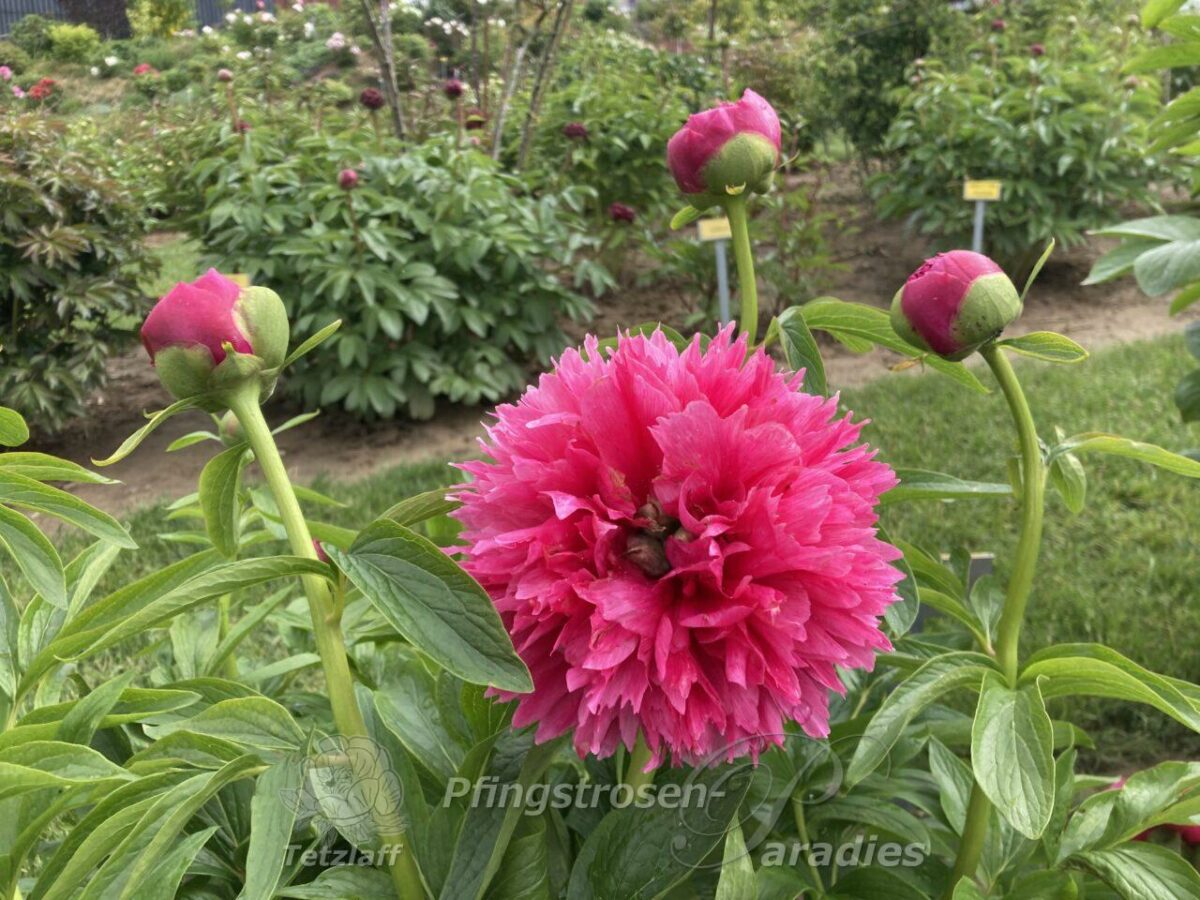 pfingstrose-paeonia-peony-P. off. rosea plena