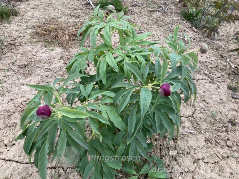 pfingstrose-paeonia-peony-P. off. ssp. banatica
