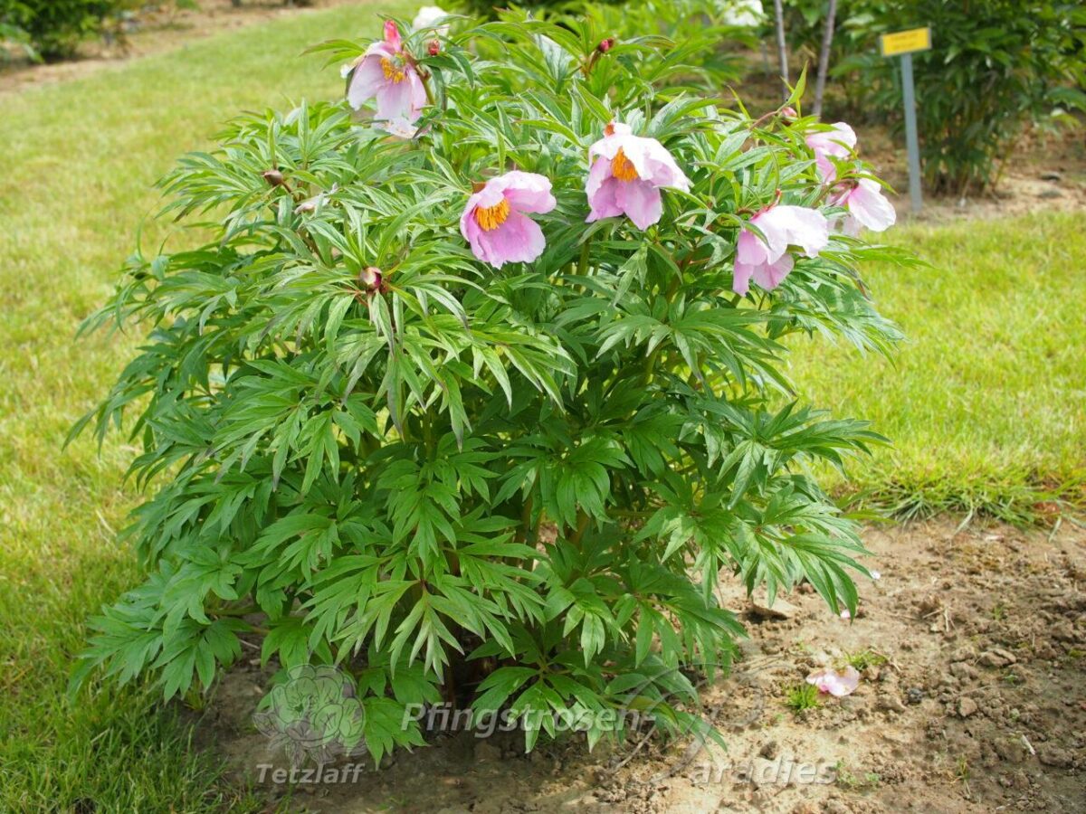 pfingstrose-paeonia-peony-P. veitschii