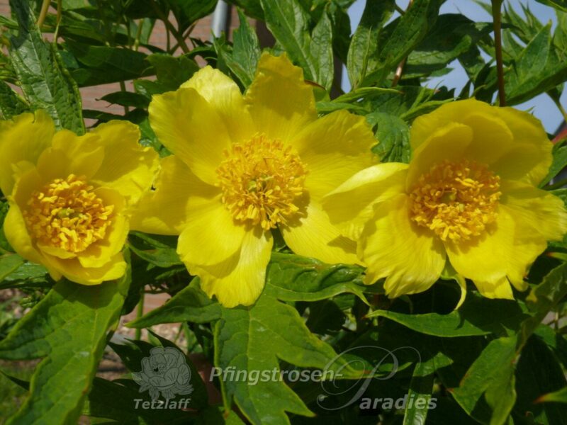 pfingstrose-paeonia-peony-P.ludlowii