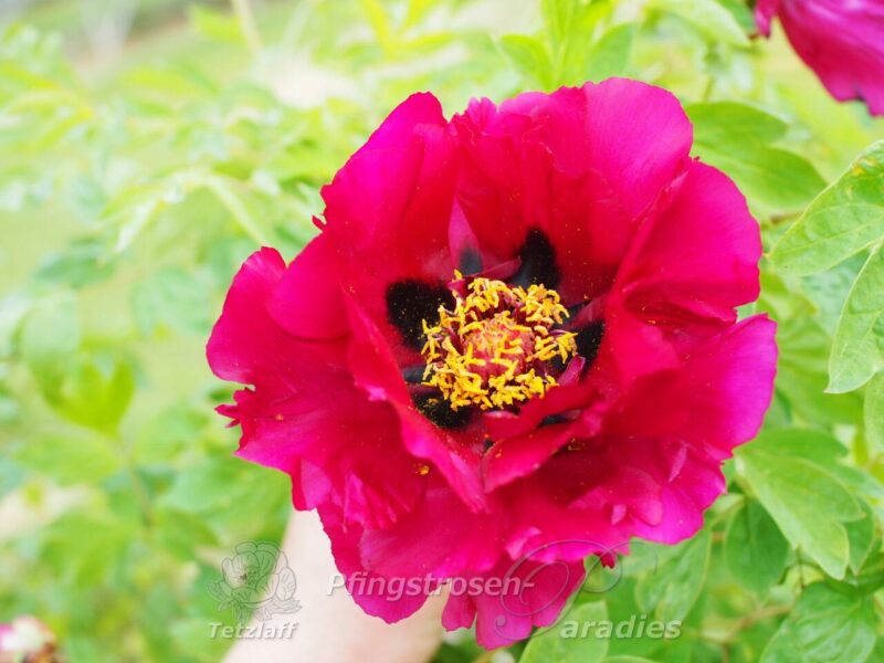 pfingstrose-paeonia-peony-Rockii-Sämlinge