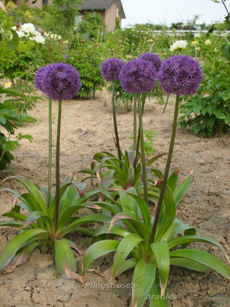 Allium Globemaster