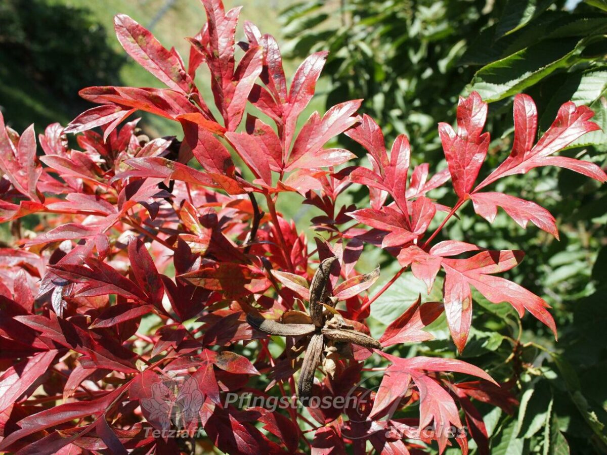 pfingstrose-paeonia-peony-Harvest