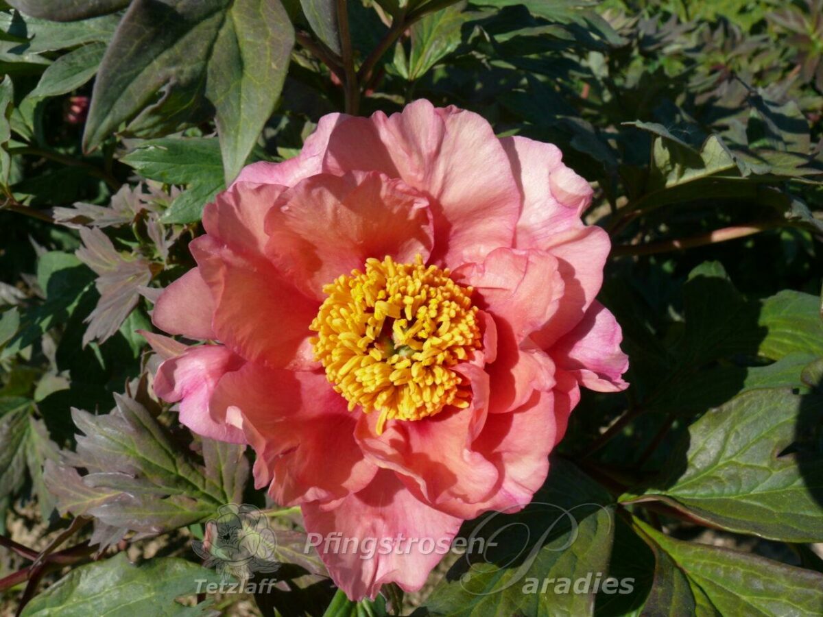 pfingstrose-paeonia-peony-Loyola