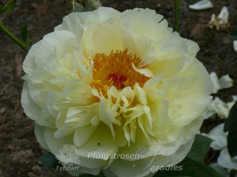 pfingstrose-paeonia-peony-Lemon Chiffon