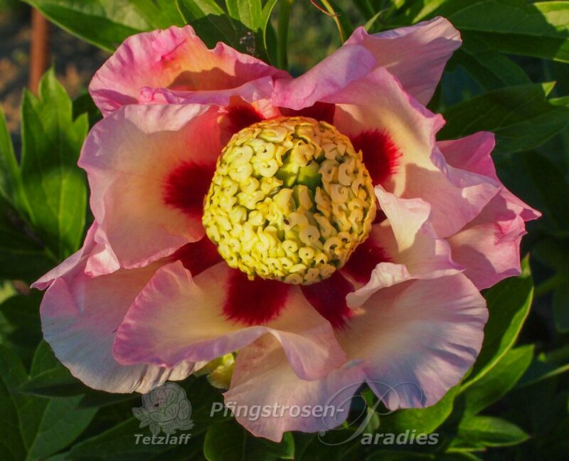 pfingstrose-paeonia-peony-Pastel Spelndor