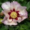 pfingstrose-paeonia-peony-Pastel Splendor