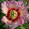 pfingstrose-paeonia-peony-Pastel Splendor