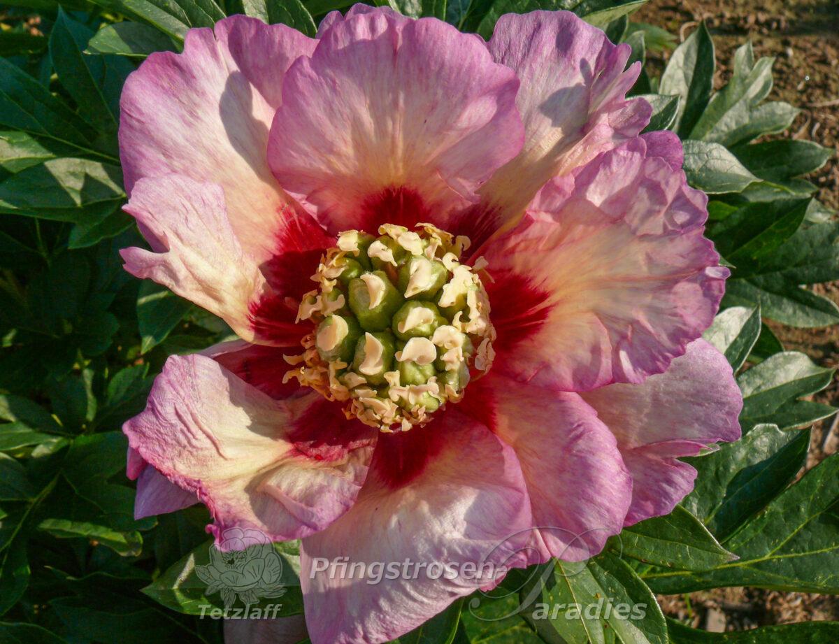 pfingstrose-paeonia-peony-Pastel Splendor