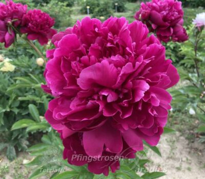 pfingstrose-paeonia-peony-Paul M. Wild