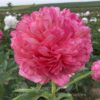 pfingstrose-paeonia-peony-Peachy Rose