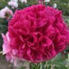 pfingstrose-paeonia-peony-Peachy Rose