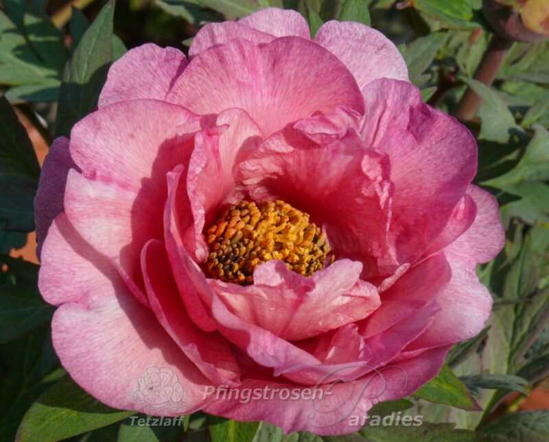 pfingstrose-paeonia-peony-Pink Fairy