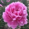 pfingstrose-paeonia-peony-Pink Parfait