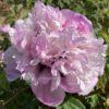 Pink Sensation