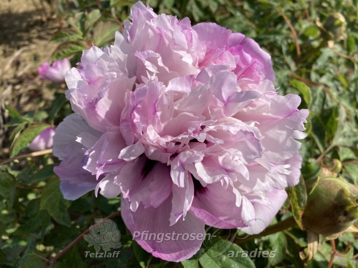 Pink Sensation