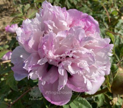 Pink Sensation