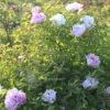 Pink Sensation