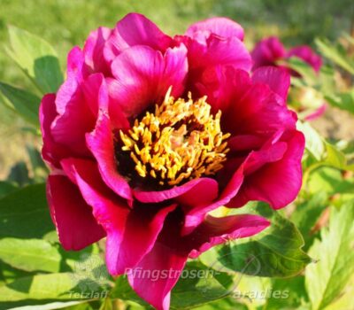 pfingstrose-paeonia-peony-lay with Fire