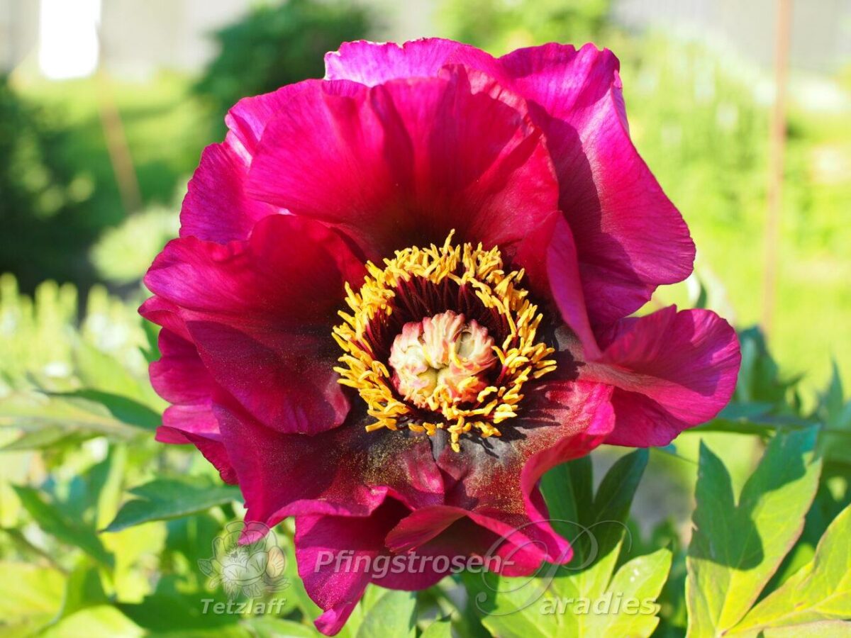 pfingstrose-paeonia-peony-Play with Fire