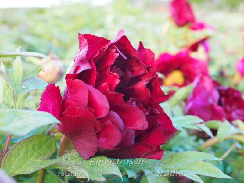 pfingstrose-paeonia-peony-Pluto