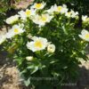 pfingstrose-paeonia-peony-Prairie Moon