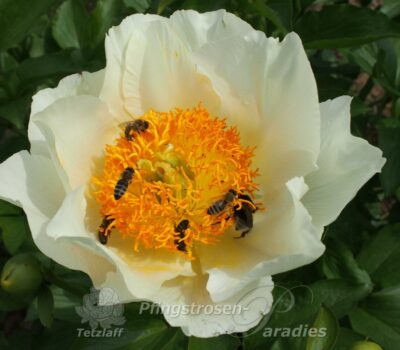 pfingstrose-paeonia-peony-Prairie Moon