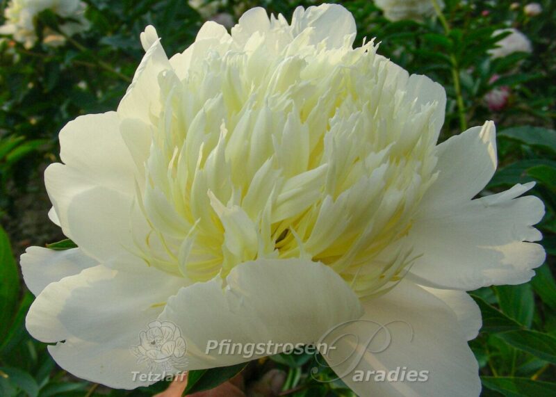 pfingstrose-paeonia-peony-Primèvere
