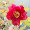 pfingstrose-paeonia-peony-Prometheus