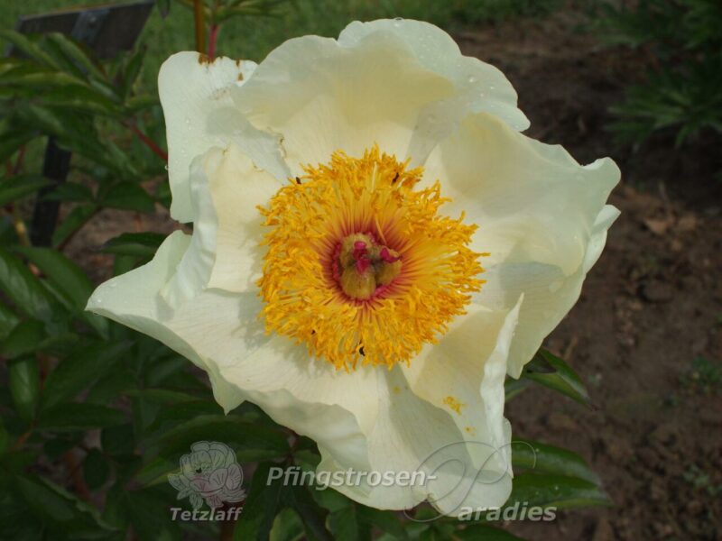 pfingstrose-paeonia-peony-Quad