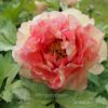 pfingstrose-paeonia-peony-Queen Titania