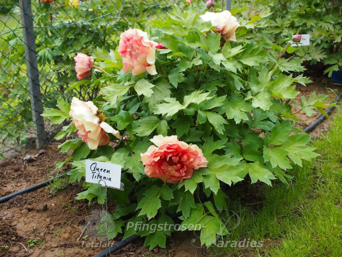 pfingstrose-paeonia-peony-Queen Titania