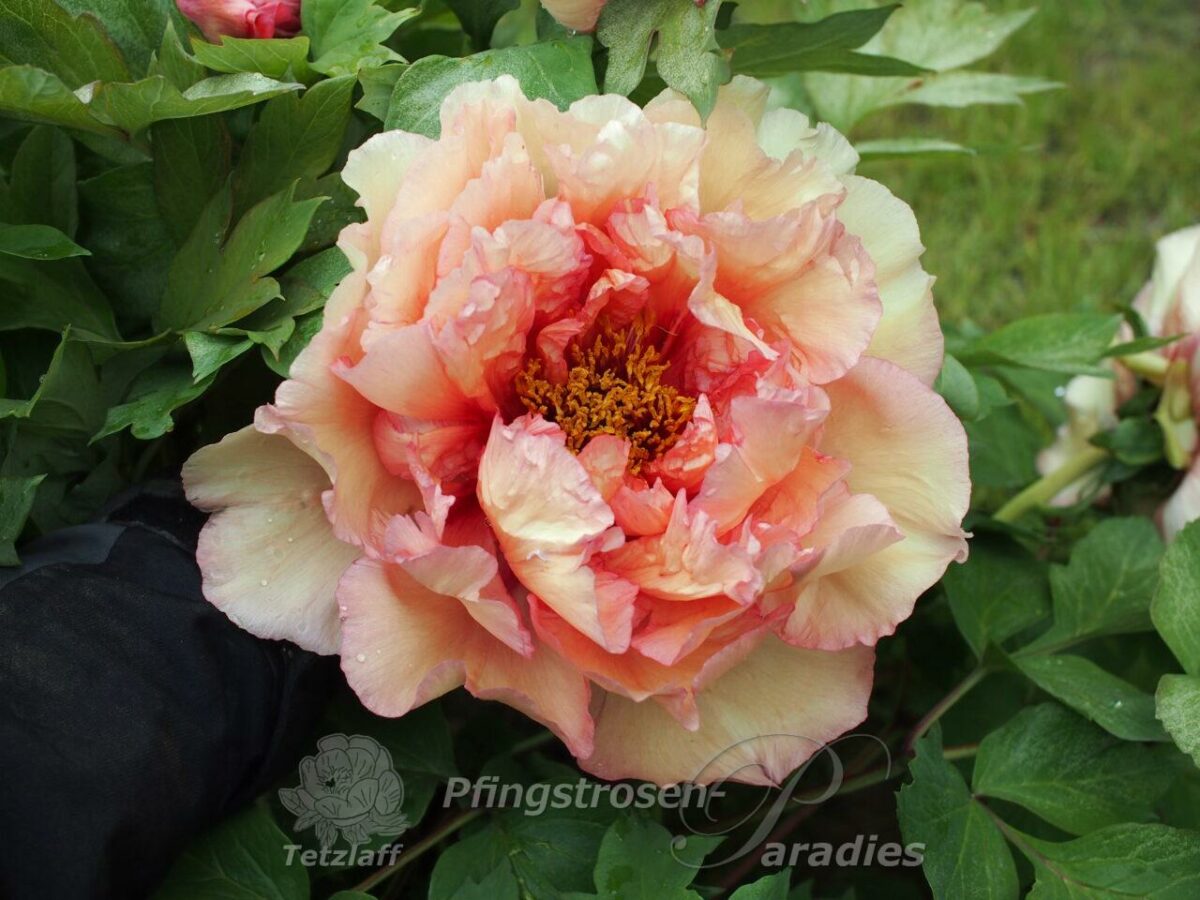 pfingstrose-paeonia-peony-Queen Titania