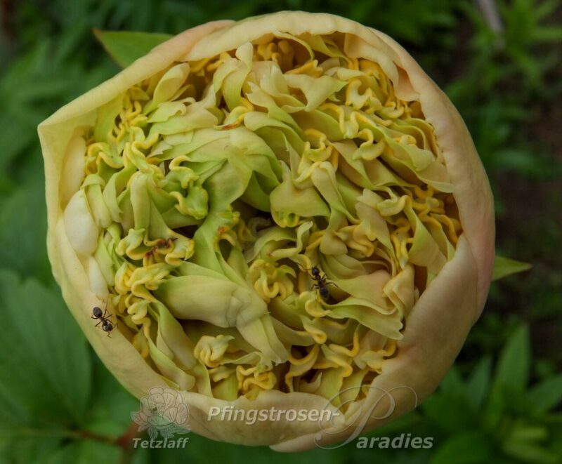pfingstrose-paeonia-peony-Quitzin