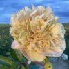 Peony Quitzin Peony Quitzin