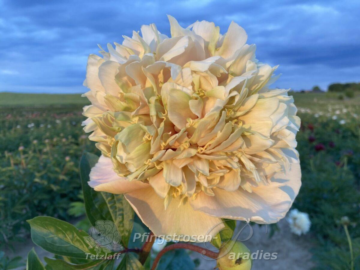 Peony Quitzin Peony Quitzin