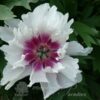 pfingstrose-paeonia-peony-Rosy Prospects-raggady Ann