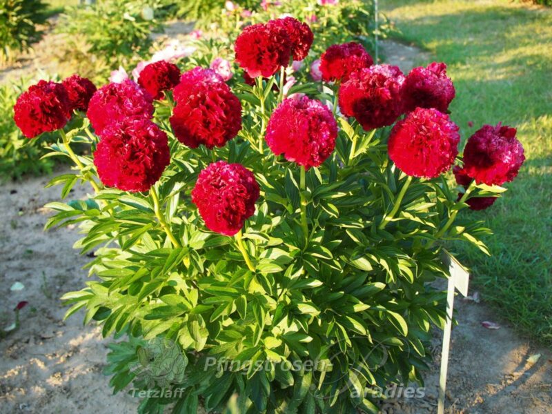pfingstrose-paeonia-peony-Red Grace