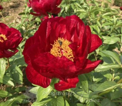 pfingstrose-paeonia-peony-Red Red Rose