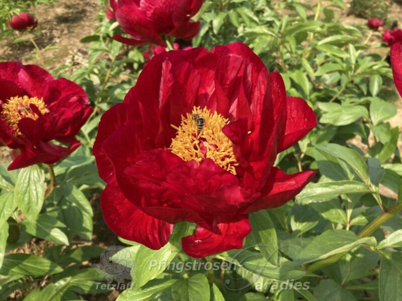pfingstrose-paeonia-peony-Red Red Rose