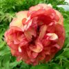 pfingstrose-paeonia-peony-Regent