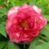 pfingstrose-paeonia-peony-Right Royal