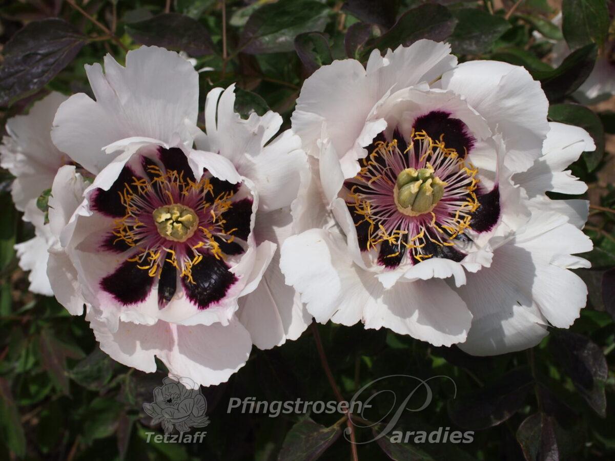 Razvan Rosu Razvan Rosu