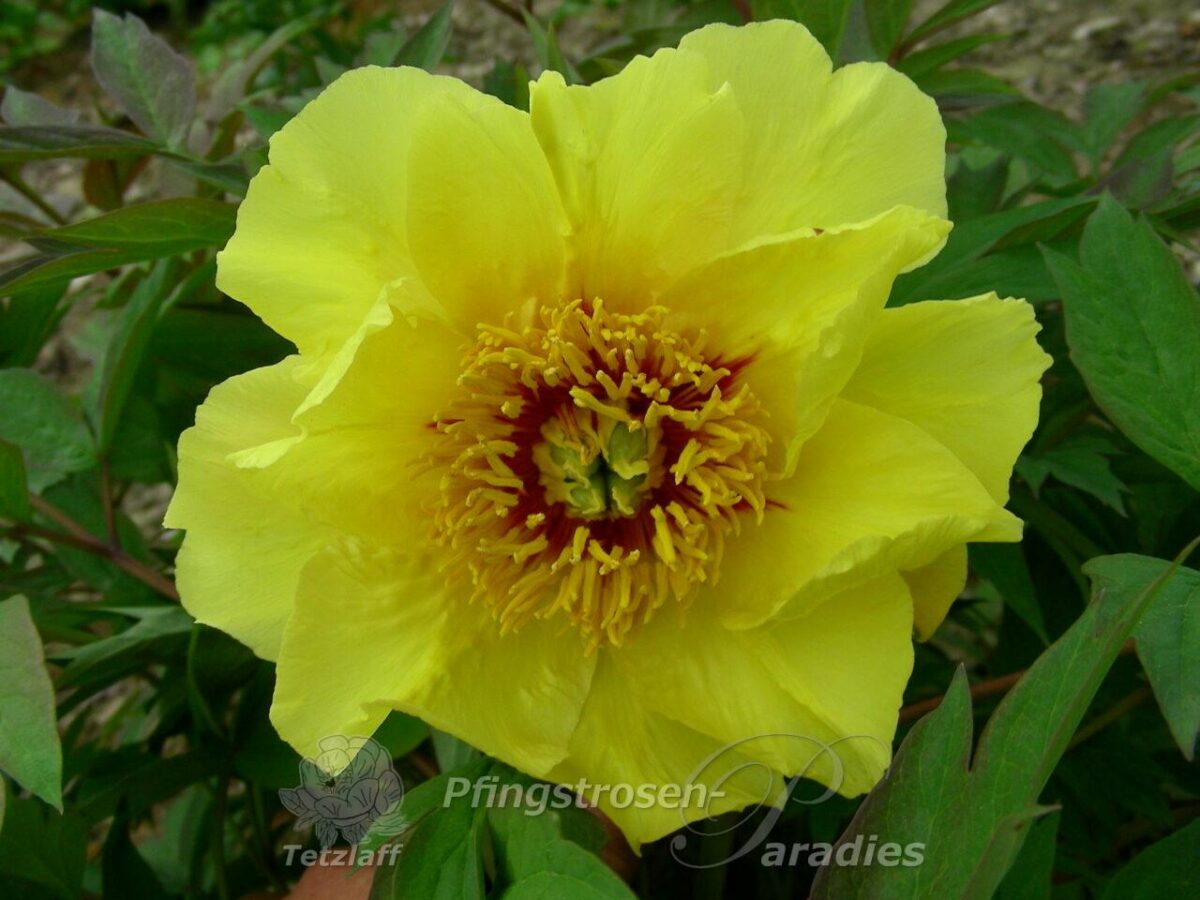 pfingstrose-paeonia-peony-Roman Gold