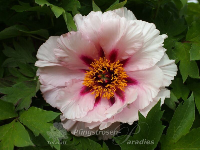 pfingstrose-paeonia-peony-Rosalind Elsie Franklin