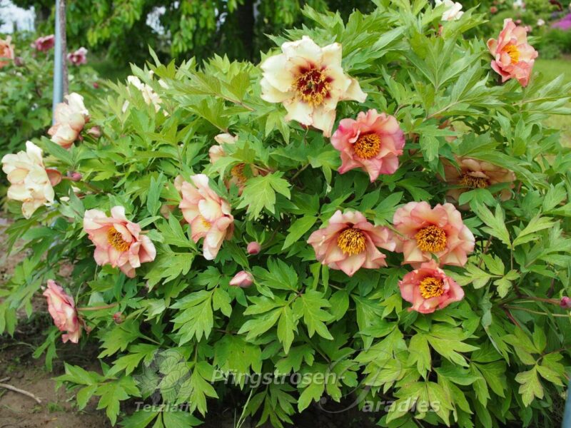 pfingstrose-paeonia-peony-Rosamount