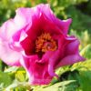 pfingstrose-paeonia-peony-Rosina
