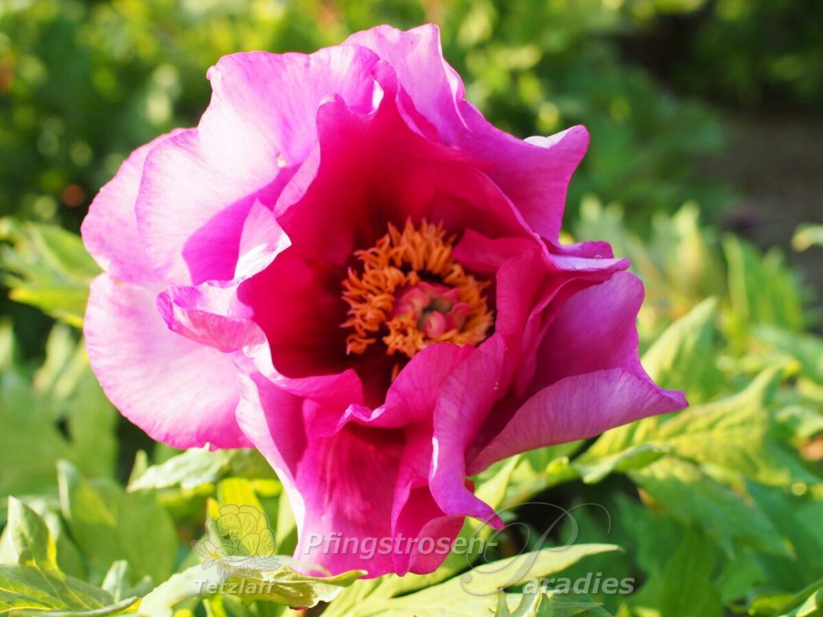 pfingstrose-paeonia-peony-Rosina